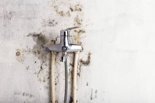 Best Professional Mold Removal  in Ladd, IL