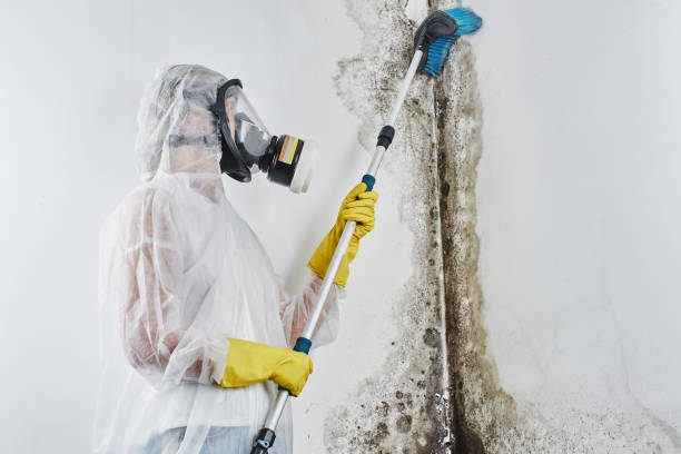 Best Emergency Mold Removal  in Ladd, IL