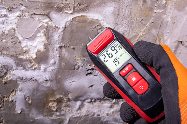 Best Commercial Mold Removal  in Ladd, IL