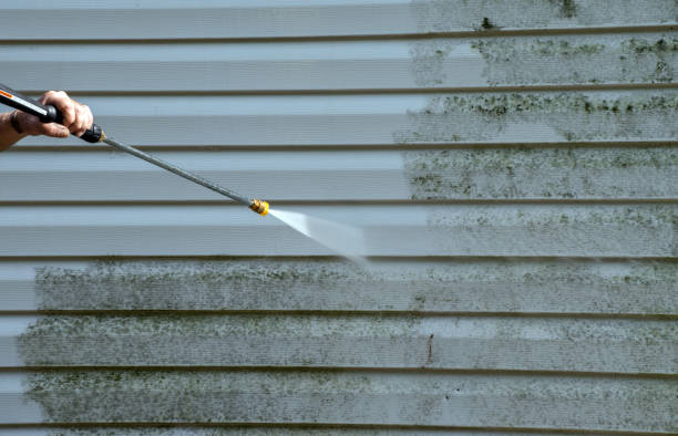 Best Attic Mold Removal  in Ladd, IL
