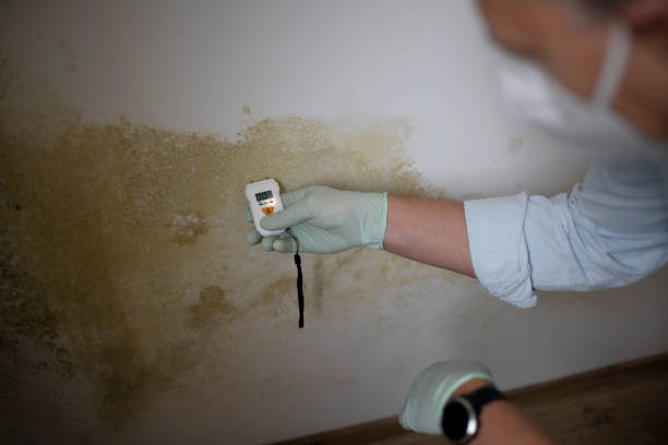 Best Mold Cleaning Services  in Ladd, IL