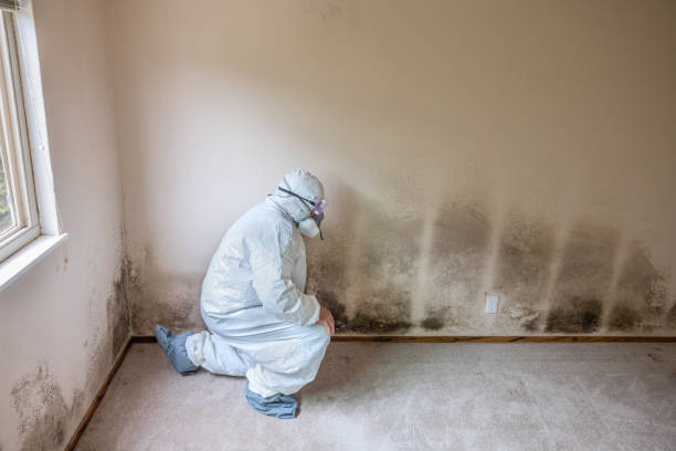 Best Black Mold Removal  in Ladd, IL
