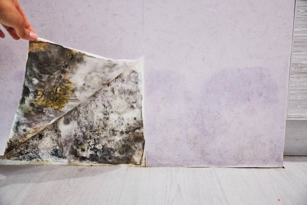 Best Mold Damage Repair  in Ladd, IL